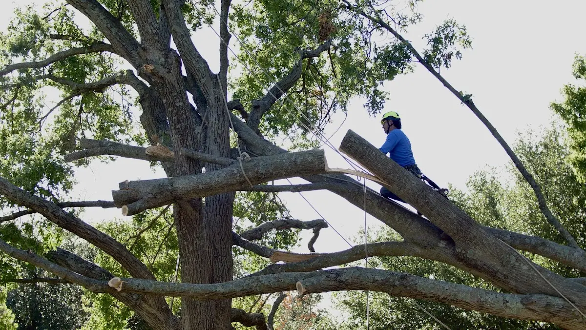 Professional Hazardous Tree Removal performed by certified arborists in Bryantown