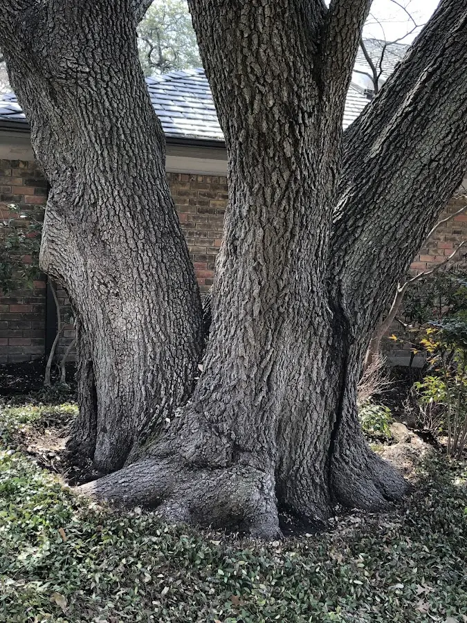 Mature heritage tree close to a Bryantown property cared for by certified arborists